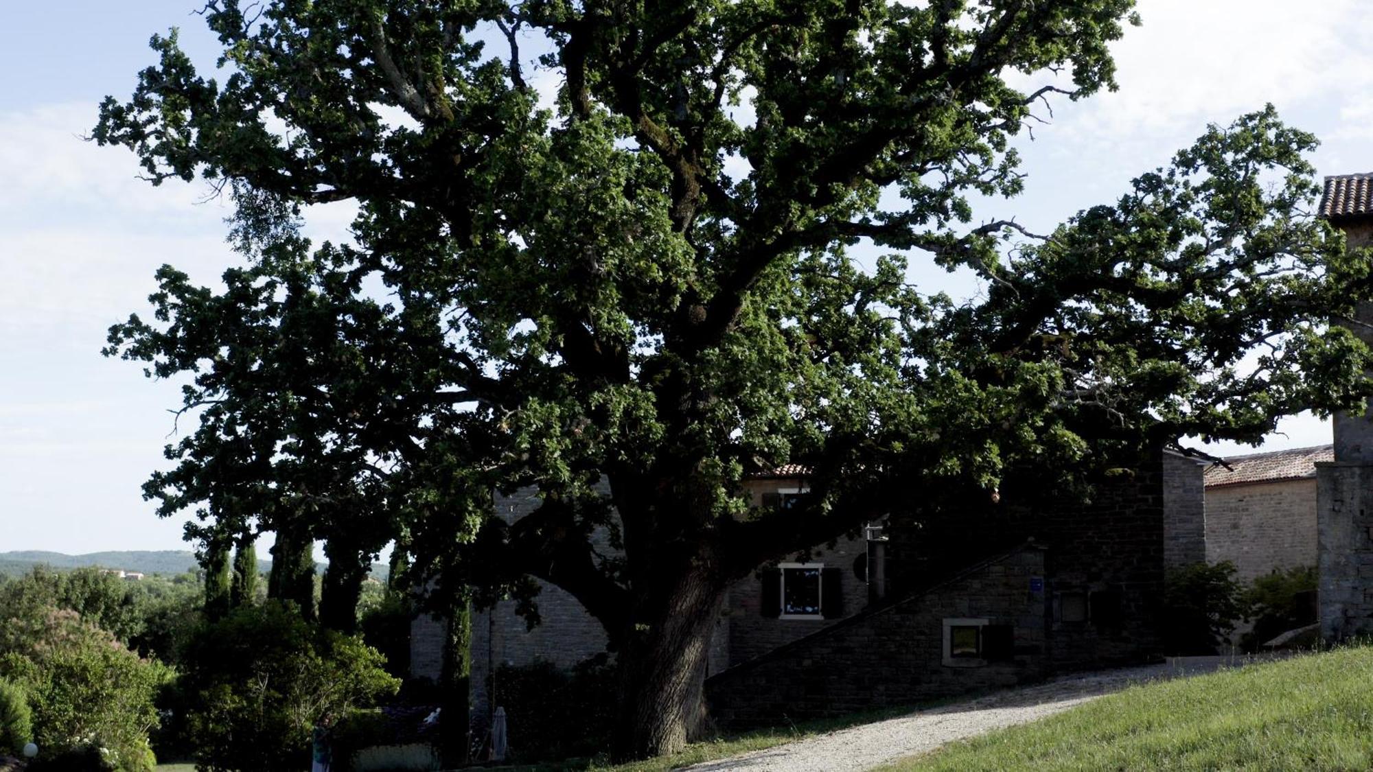 Apartmán L'Abbraccio Della Quercia Momjan Exteriér fotografie