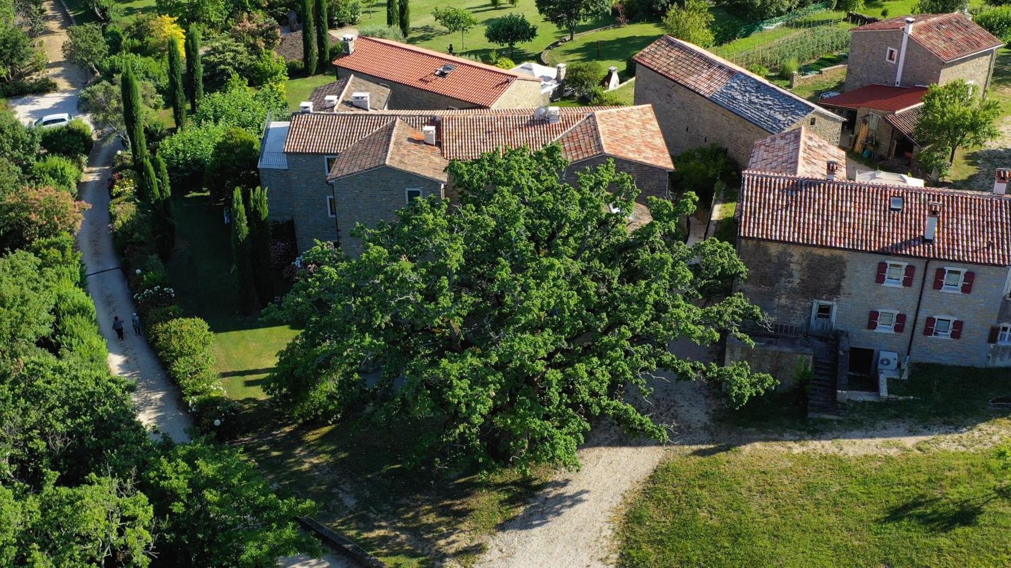 Apartmán L'Abbraccio Della Quercia Momjan Exteriér fotografie